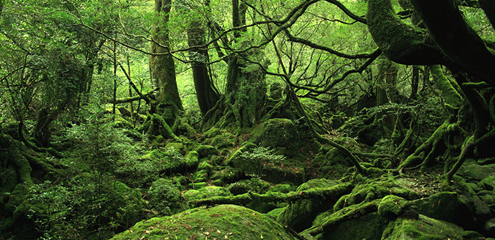 Yakushima island 屋久島