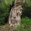 Yakushima
