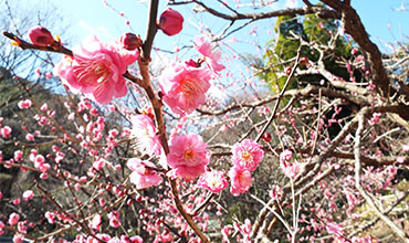 Atami Baien