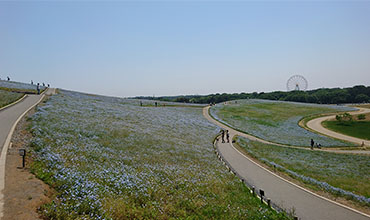 Hitachi Seaside Park