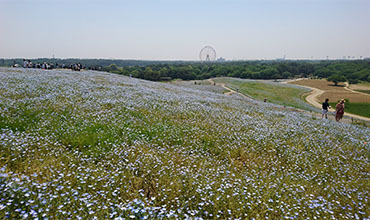 Hitachi seaside park