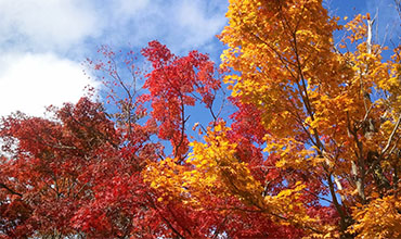 Japanese maple