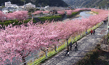 Kawazu-zakura