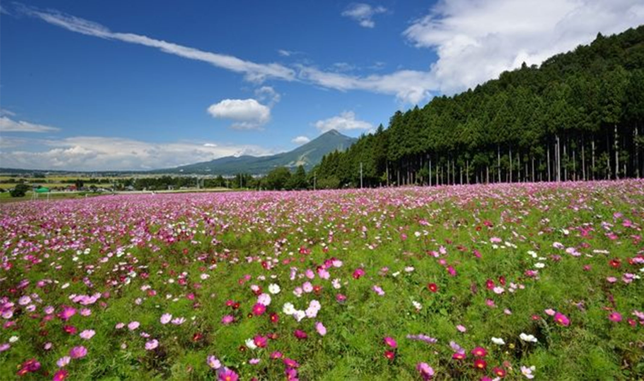 Inawashiro herb garden